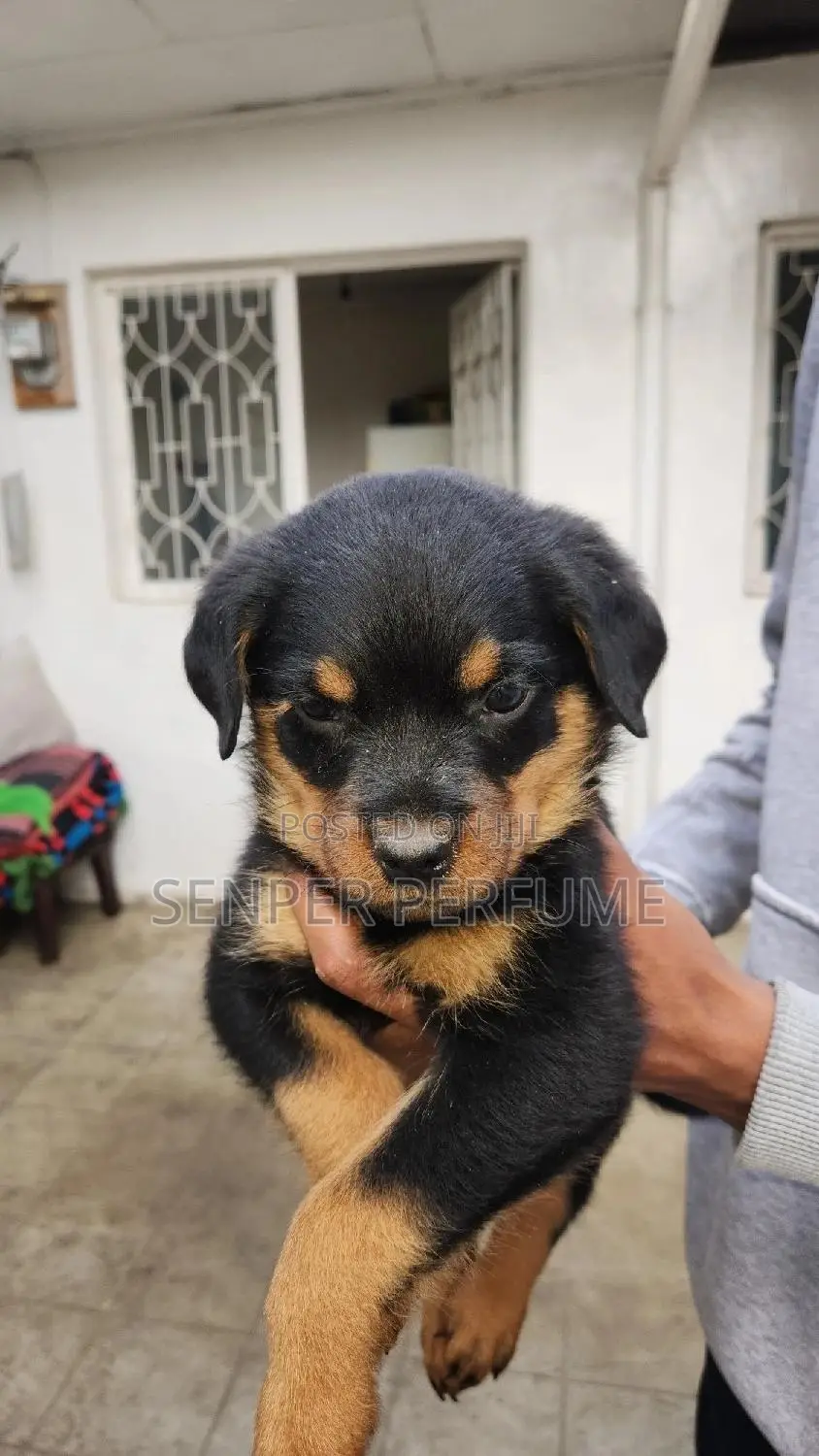 1-3 months Male Purebred Rottweiler