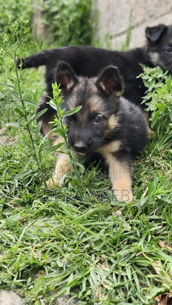 1-3 months Male Purebred German Shepherd