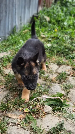 1-3 months Male Purebred German Shepherd