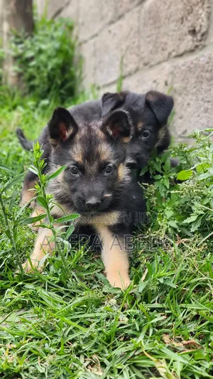 1-3 months Male Purebred German Shepherd