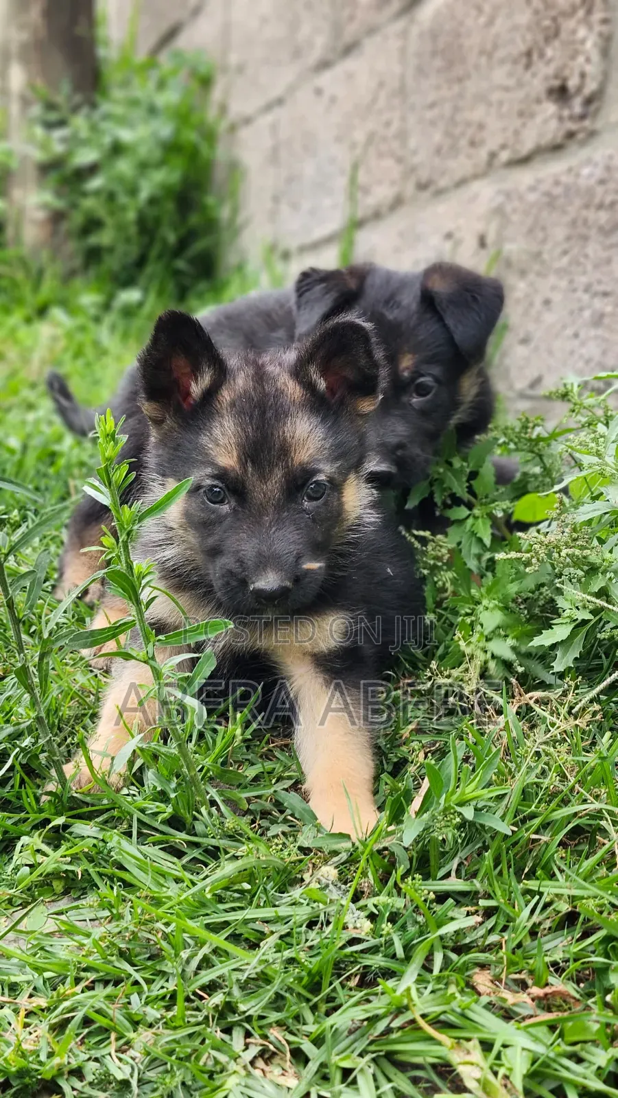 1-3 months Male Purebred German Shepherd