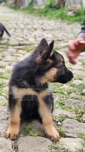 1-3 months Male Purebred German Shepherd