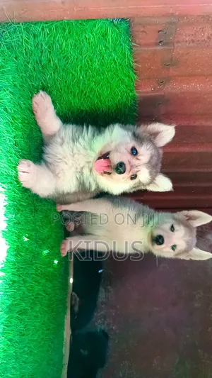 1-3 months Female Purebred Siberian Husky