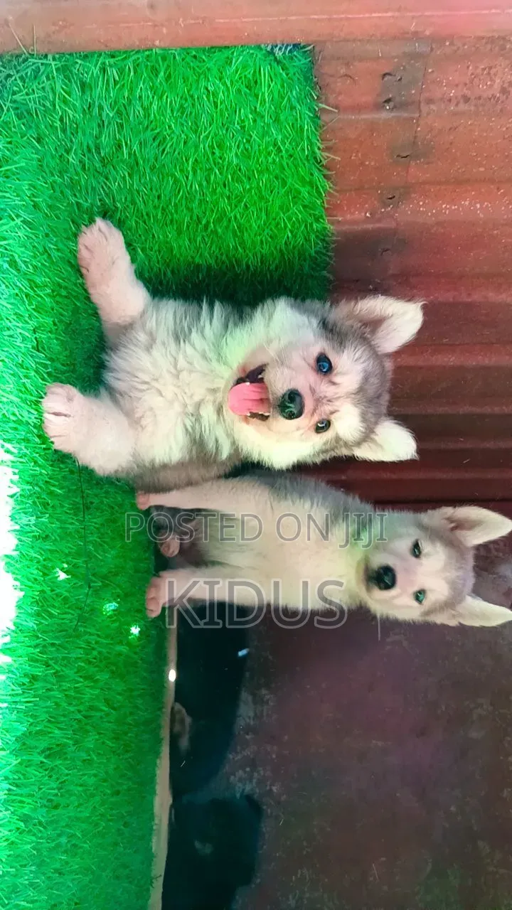 1-3 months Female Purebred Siberian Husky