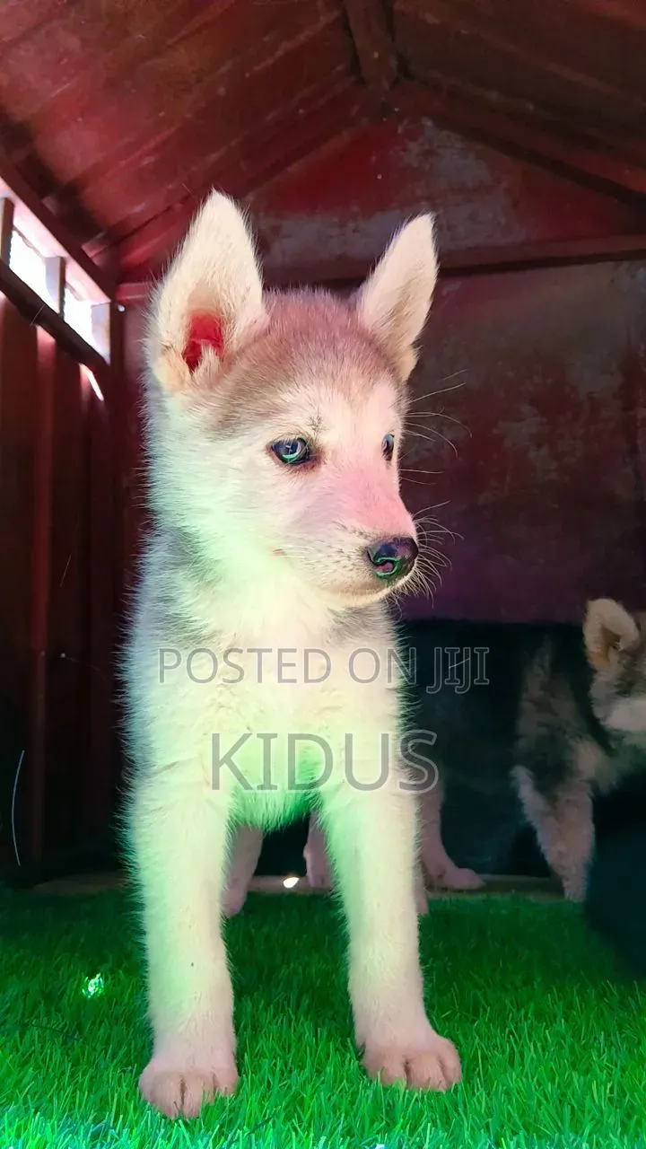 1-3 months Female Purebred Siberian Husky