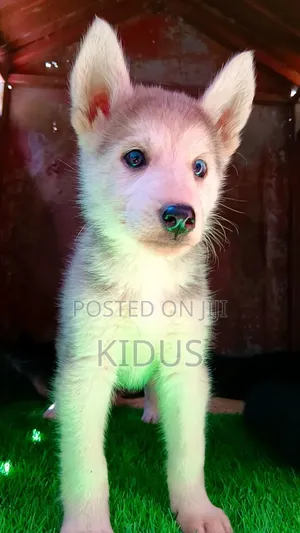 1-3 months Female Purebred Siberian Husky