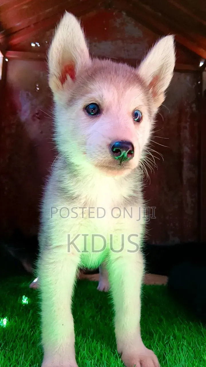 1-3 months Female Purebred Siberian Husky