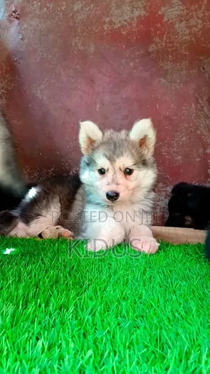 1-3 months Female Purebred Siberian Husky