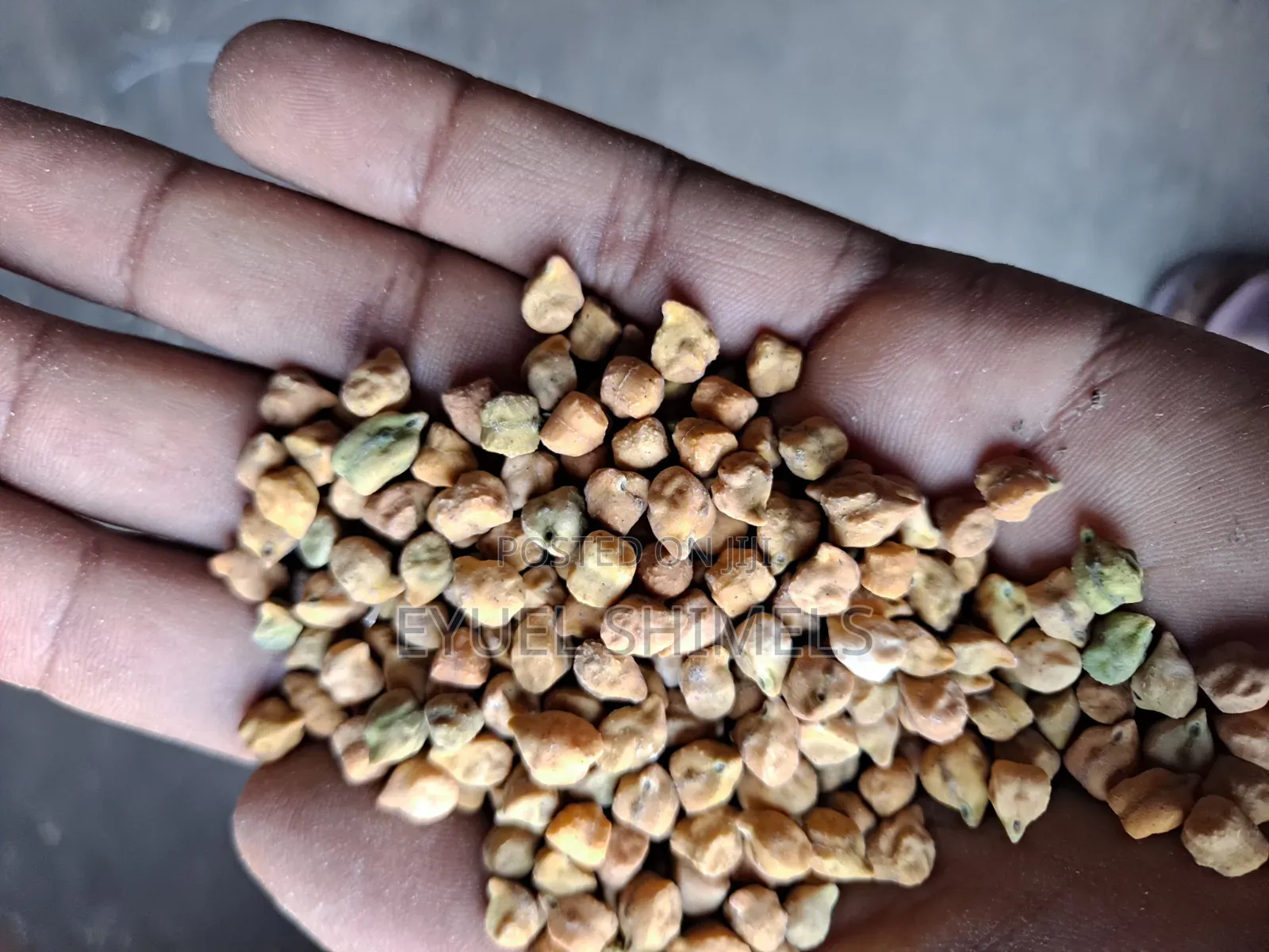 ቀይ ሽንብራ Shinbers