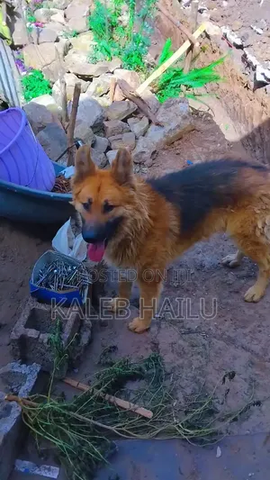 1+ year Male Purebred German Shepherd