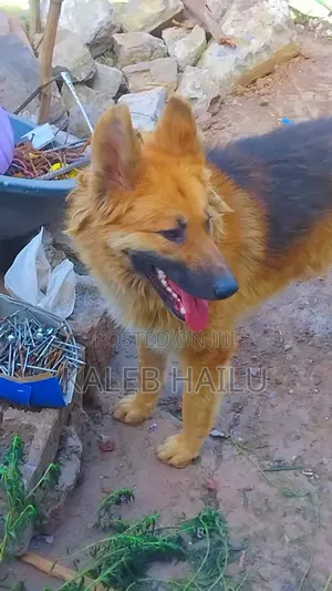 1+ year Male Purebred German Shepherd