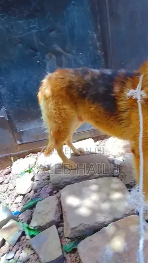 1+ year Male Purebred German Shepherd