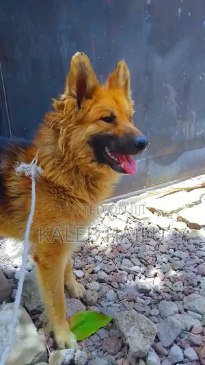 1+ year Male Purebred German Shepherd