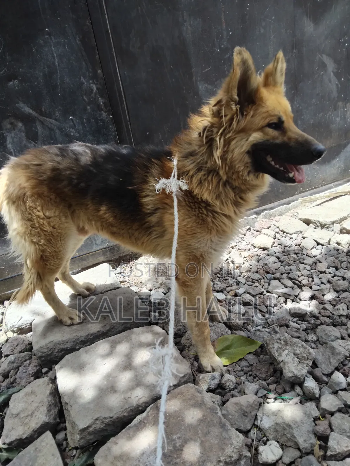 1+ year Male Purebred German Shepherd
