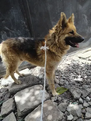 1+ year Male Purebred German Shepherd