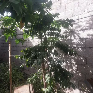 1bdrm House in Oromia, East Shewa for sale