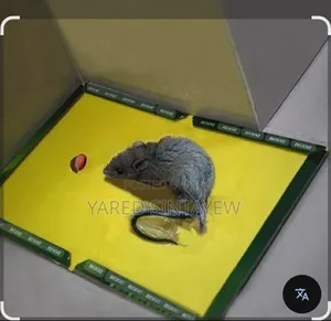 Rat ገላግሌ የአይጥ ወጥመድ ማስቲሹ ከያዘ አይለቃቸውም