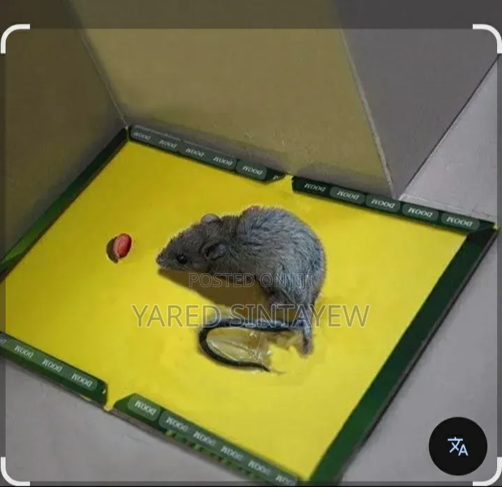 Rat ገላግሌ የአይጥ ወጥመድ ማስቲሹ ከያዘ አይለቃቸውም
