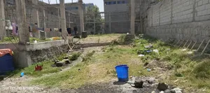 የሚሸጥና የሚከራይ መጋዝን