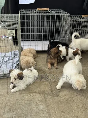 1-3 months Male Purebred Maltese
