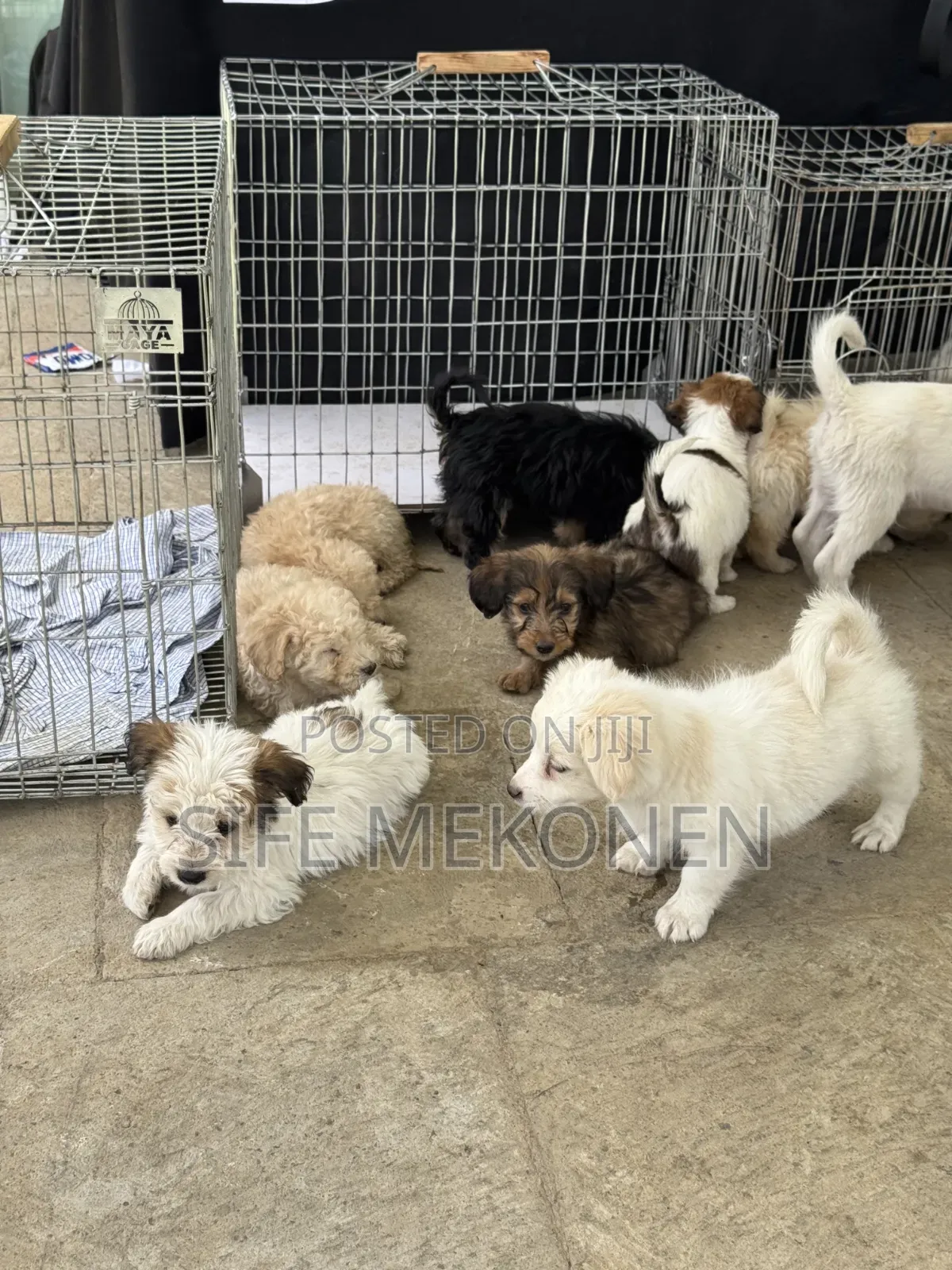 1-3 months Male Purebred Maltese