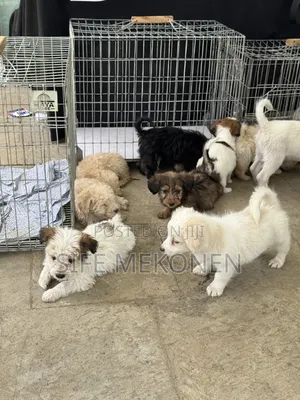 1-3 months Male Purebred Maltese