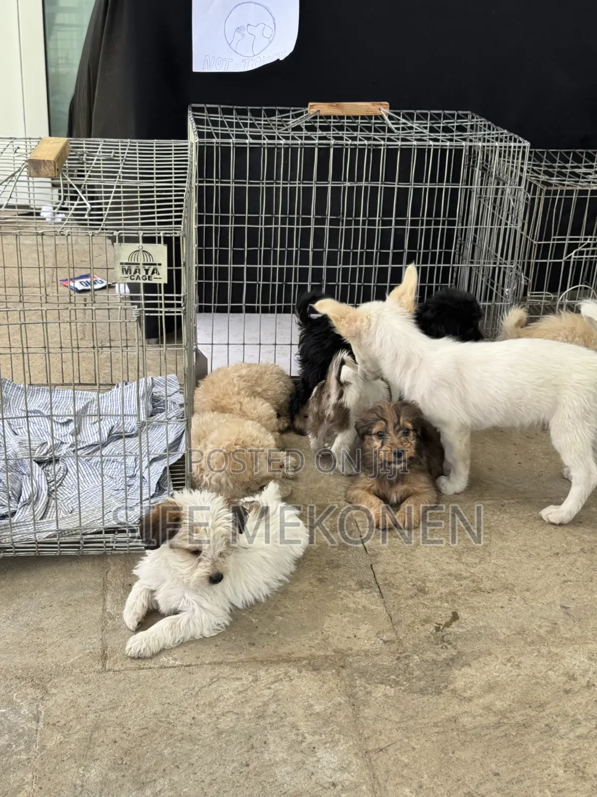 1-3 months Male Purebred Maltese