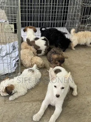 1-3 months Male Purebred Maltese