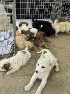 1-3 months Male Purebred Maltese