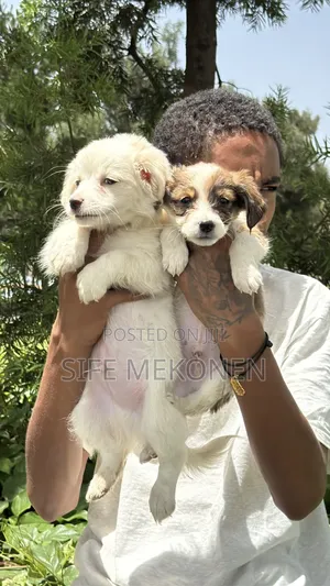 1-3 months Male Purebred Maltese