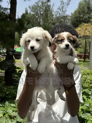 1-3 months Male Purebred Maltese