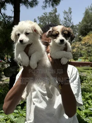 1-3 months Male Purebred Maltese