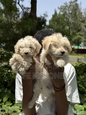1-3 months Male Purebred Maltese