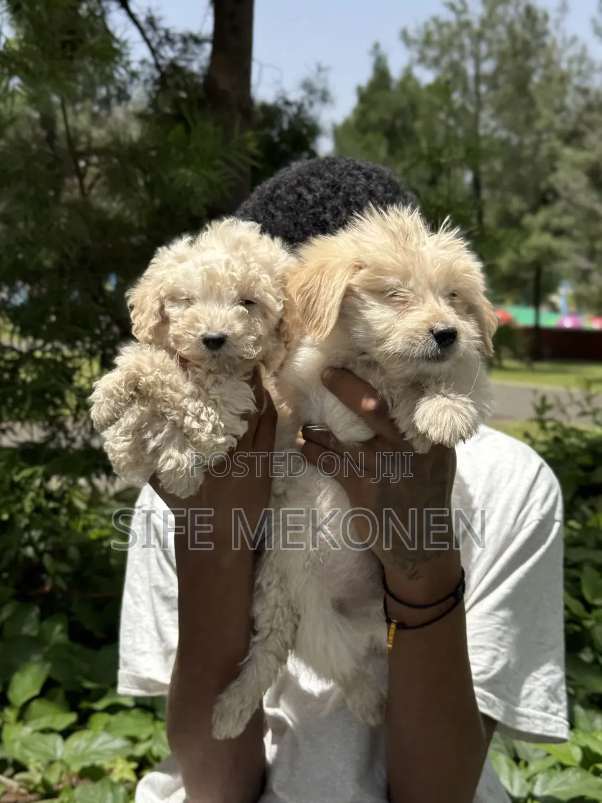 1-3 months Male Purebred Maltese
