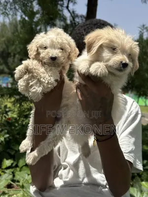 1-3 months Male Purebred Maltese