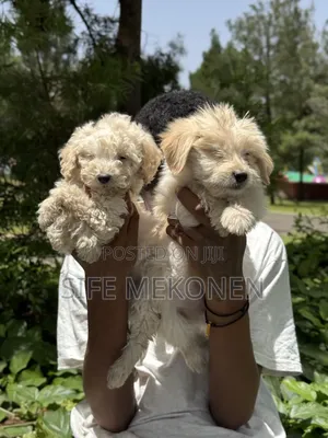 1-3 months Male Purebred Maltese