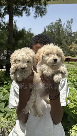 1-3 months Male Purebred Maltese
