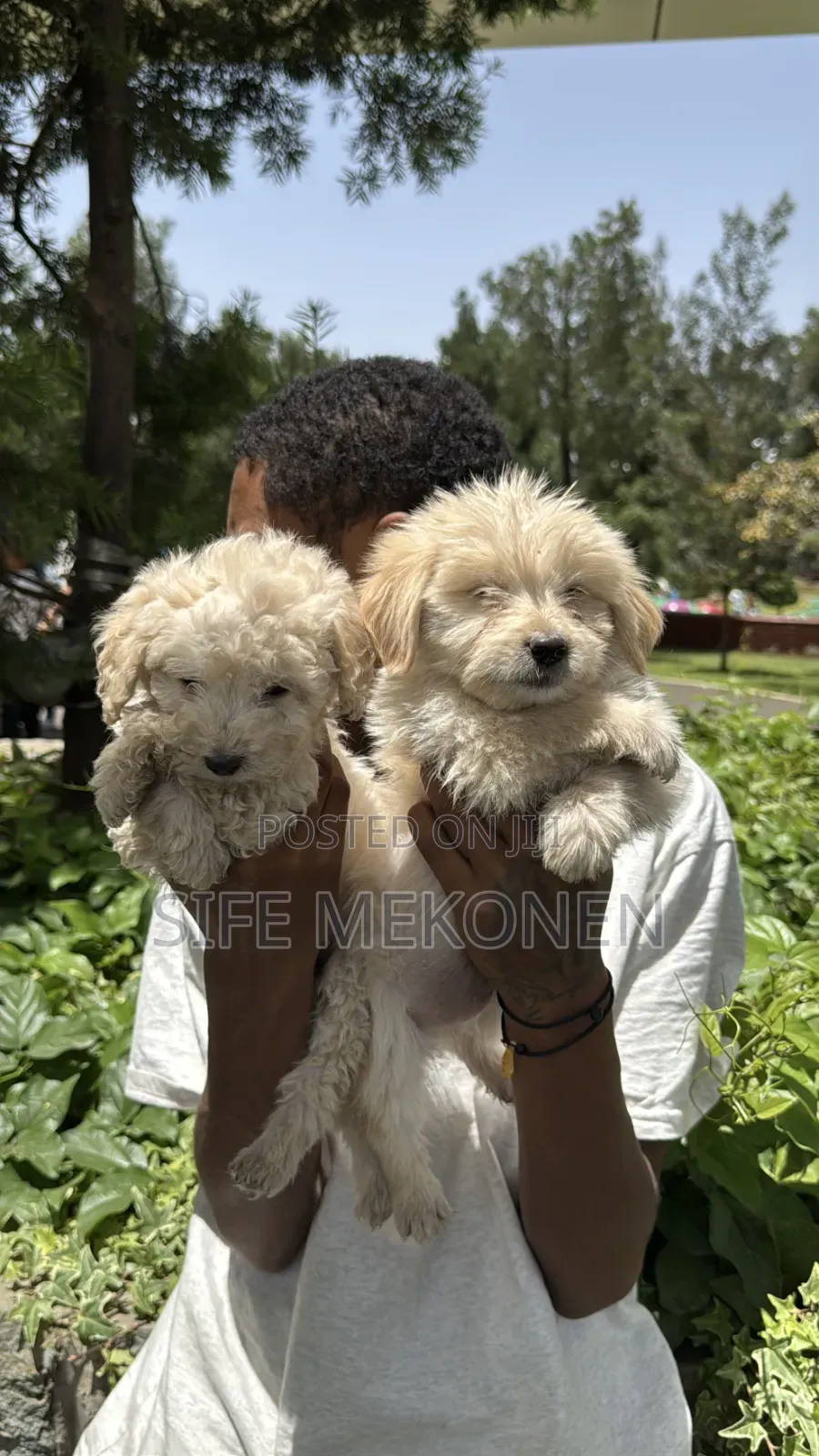 1-3 months Male Purebred Maltese