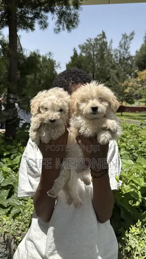 1-3 months Male Purebred Maltese