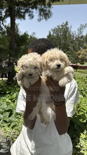 1-3 months Male Purebred Maltese