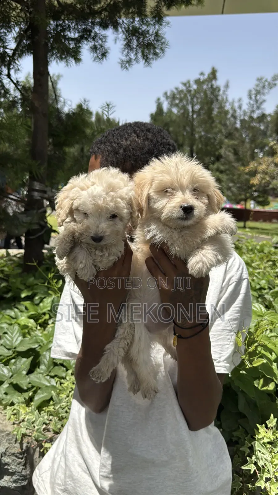 1-3 months Male Purebred Maltese