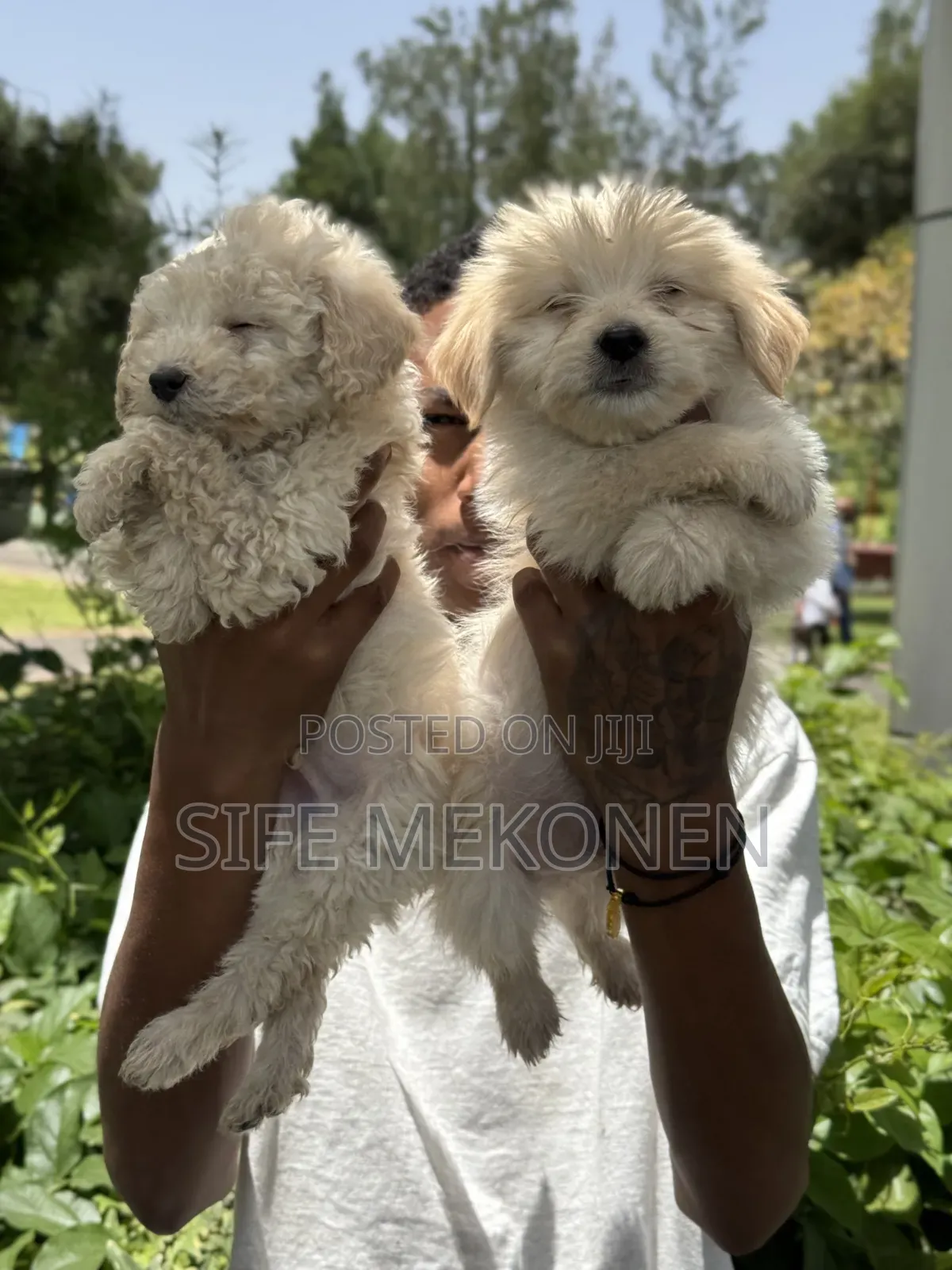 1-3 months Male Purebred Maltese