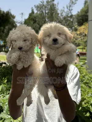 1-3 months Male Purebred Maltese