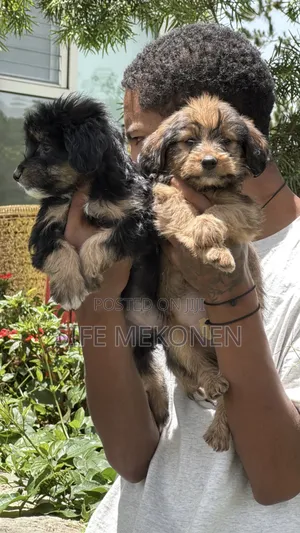 1-3 months Male Mixed Breed Maltese
