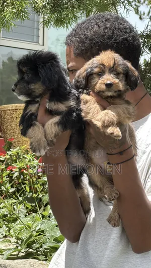 1-3 months Male Mixed Breed Maltese