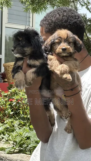 1-3 months Male Mixed Breed Maltese