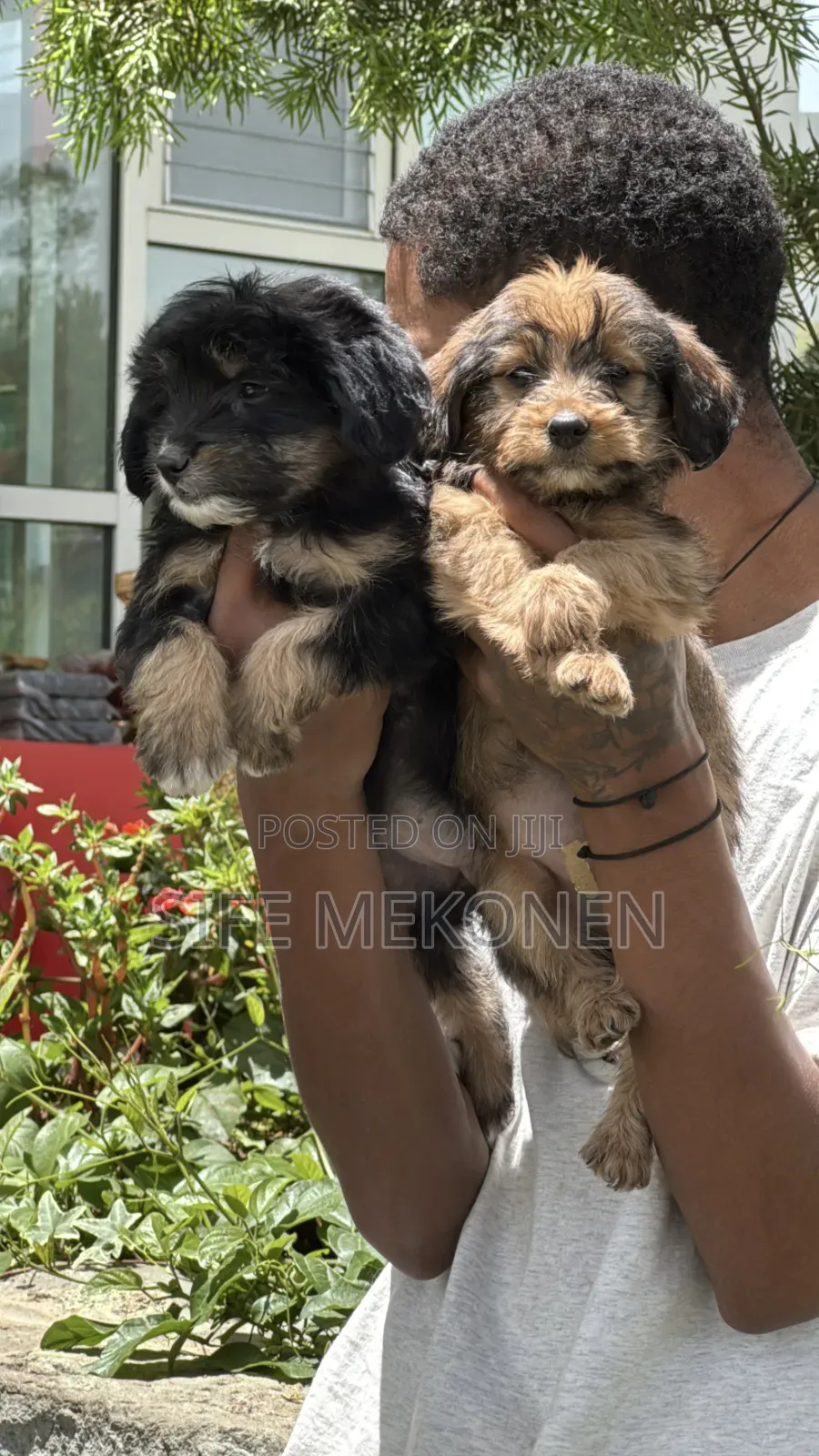 1-3 months Male Mixed Breed Maltese