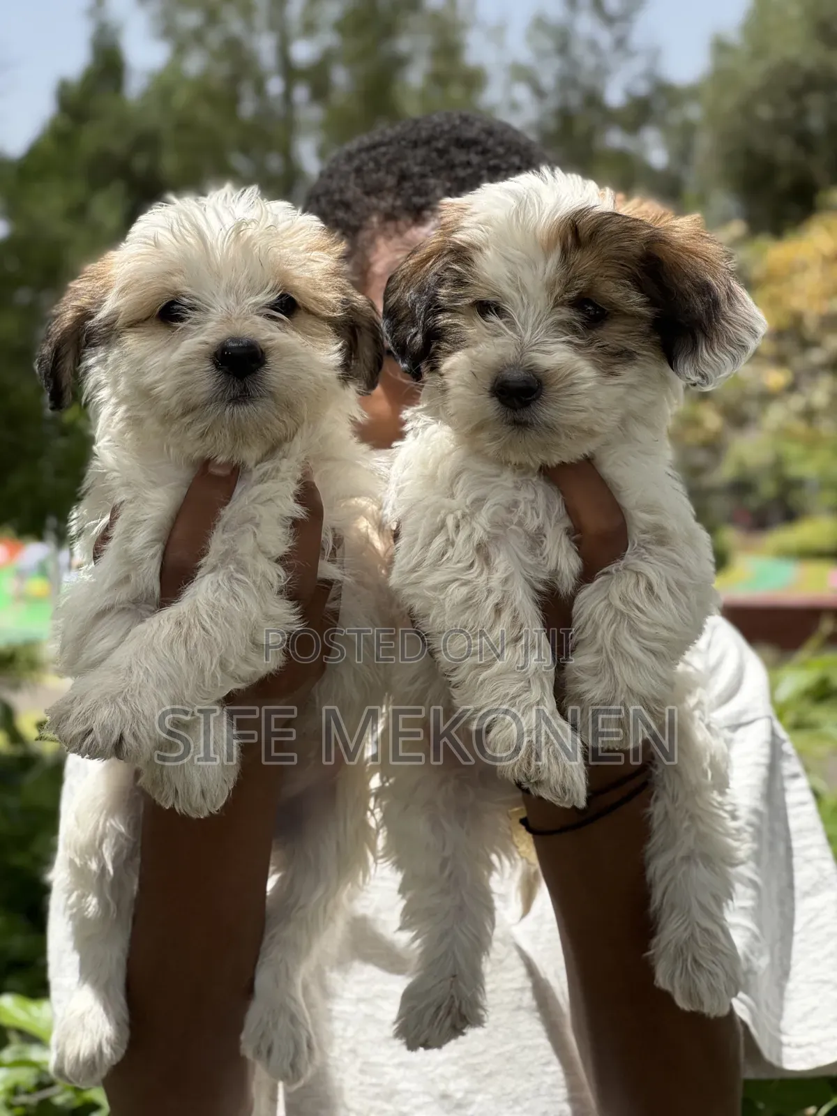 1-3 months Male Purebred Maltese