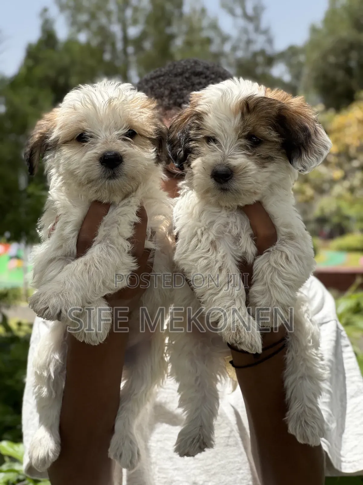 1-3 months Male Purebred Maltese