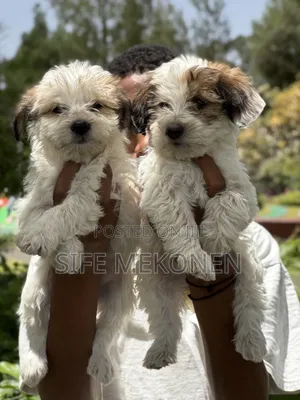 1-3 months Male Purebred Maltese